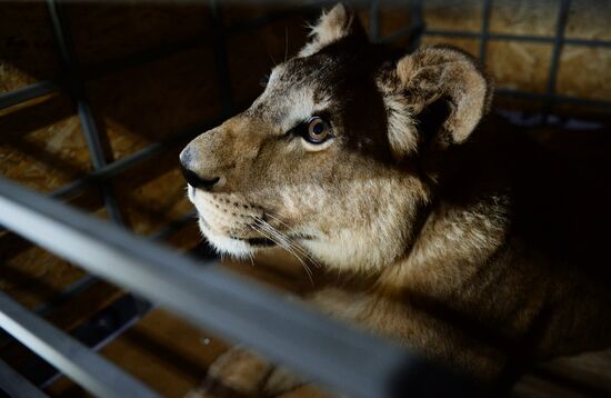 Lioness Lola saved in Southern Urals sent to Crimea