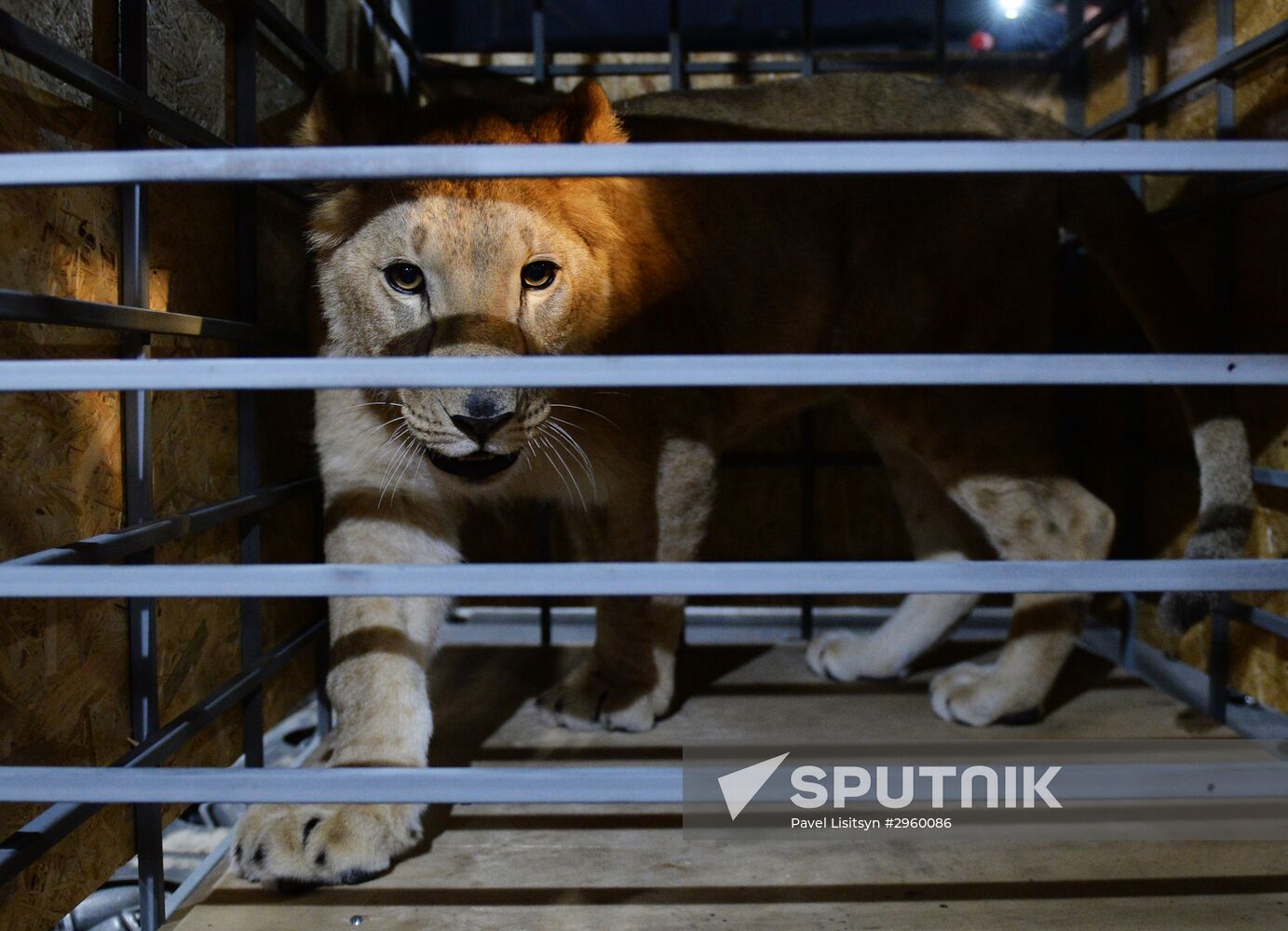 Lioness Lola saved in Southern Urals sent to Crimea