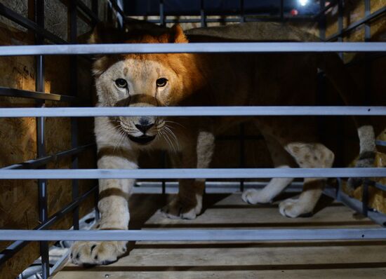 Lioness Lola saved in Southern Urals sent to Crimea