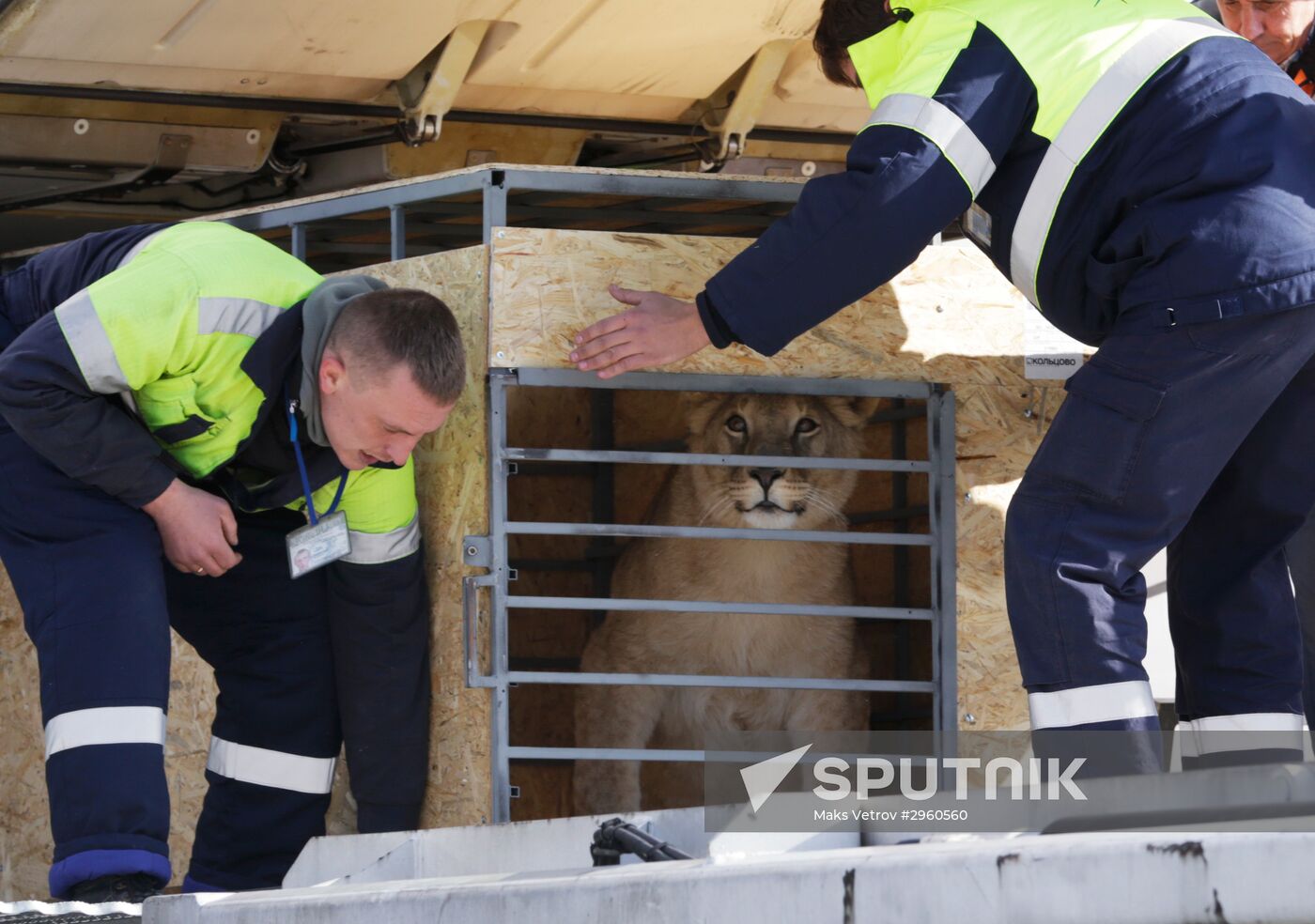 Lioness Lola saved in Southern Urals sent to Crimea