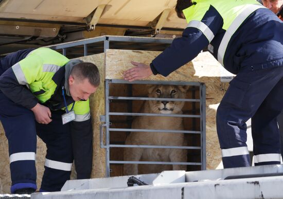 Lioness Lola saved in Southern Urals sent to Crimea