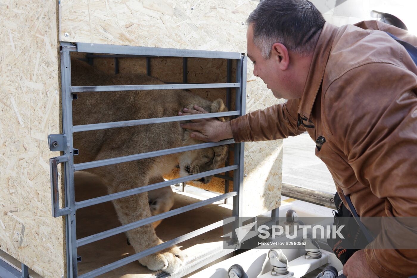 Lioness Lola saved in Southern Urals sent to Crimea