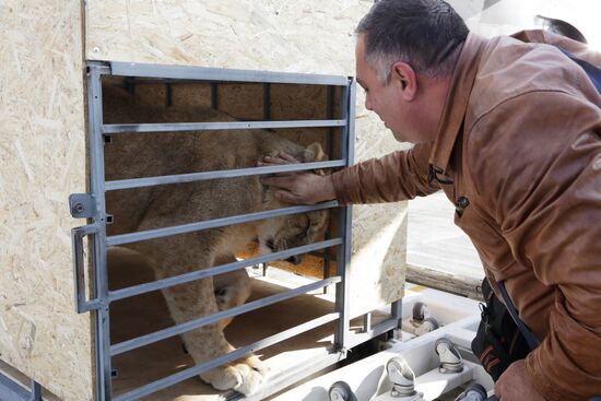 Lioness Lola saved in Southern Urals sent to Crimea
