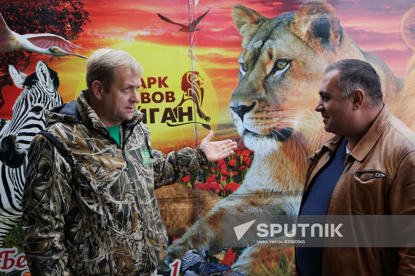 Lioness Lola saved in Southern Urals sent to Crimea
