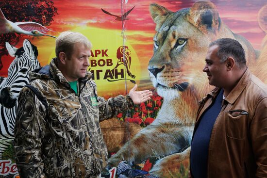 Lioness Lola saved in Southern Urals sent to Crimea