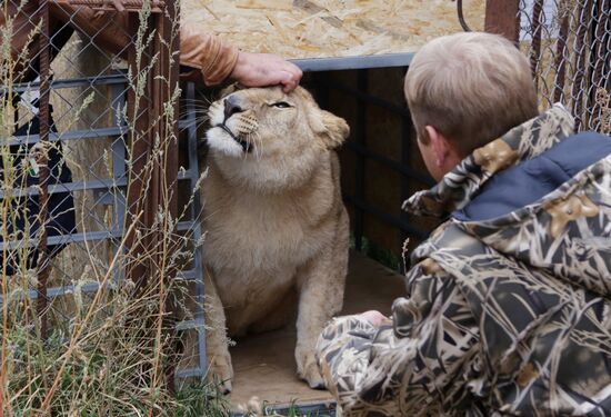Lioness Lola saved in Southern Urals sent to Crimea
