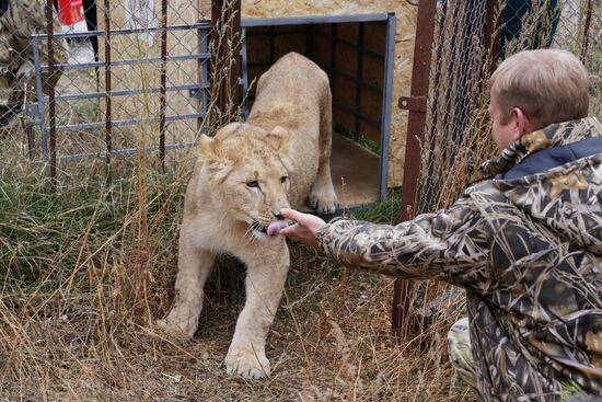 Lioness Lola saved in Southern Urals sent to Crimea