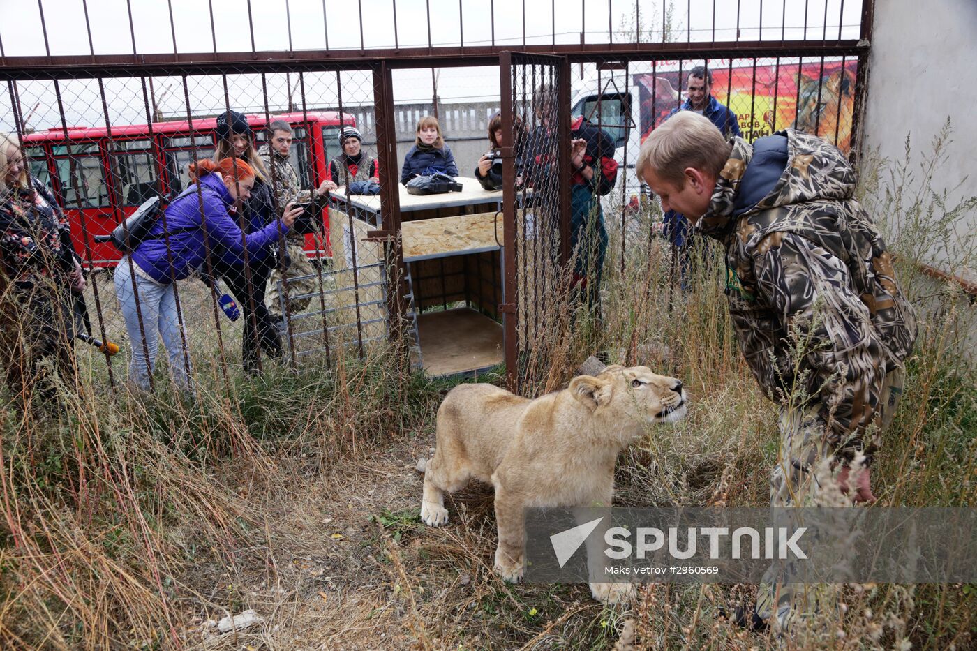 Lioness Lola saved in Southern Urals sent to Crimea