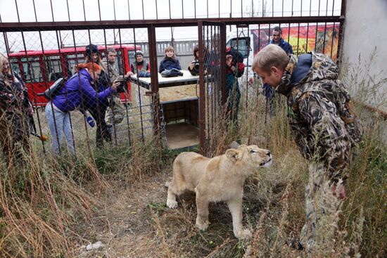 Lioness Lola saved in Southern Urals sent to Crimea