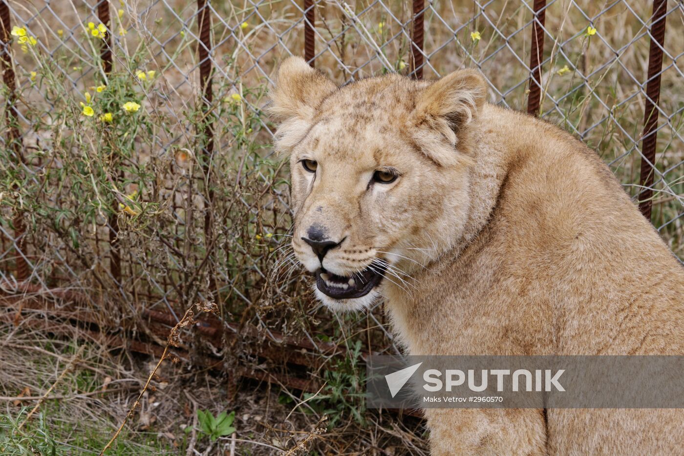 Lioness Lola saved in Southern Urals sent to Crimea