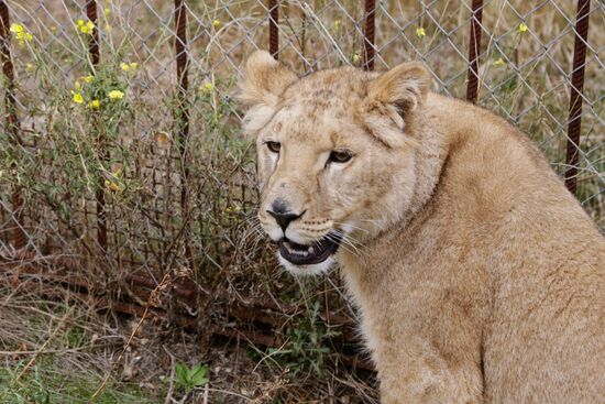 Lioness Lola saved in Southern Urals sent to Crimea