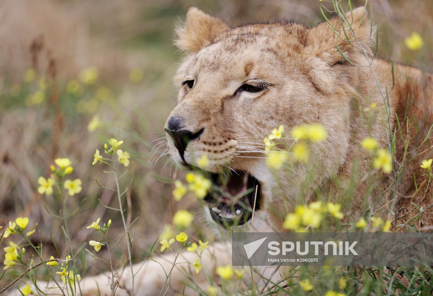 Lioness Lola saved in Southern Urals sent to Crimea