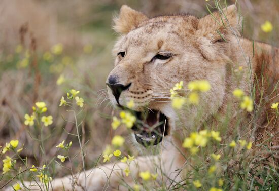 Lioness Lola saved in Southern Urals sent to Crimea