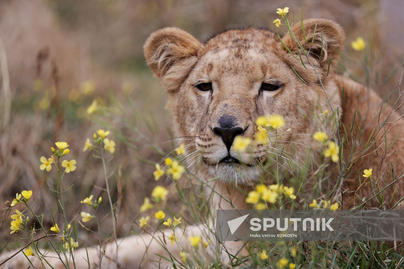 Lioness Lola saved in Southern Urals sent to Crimea