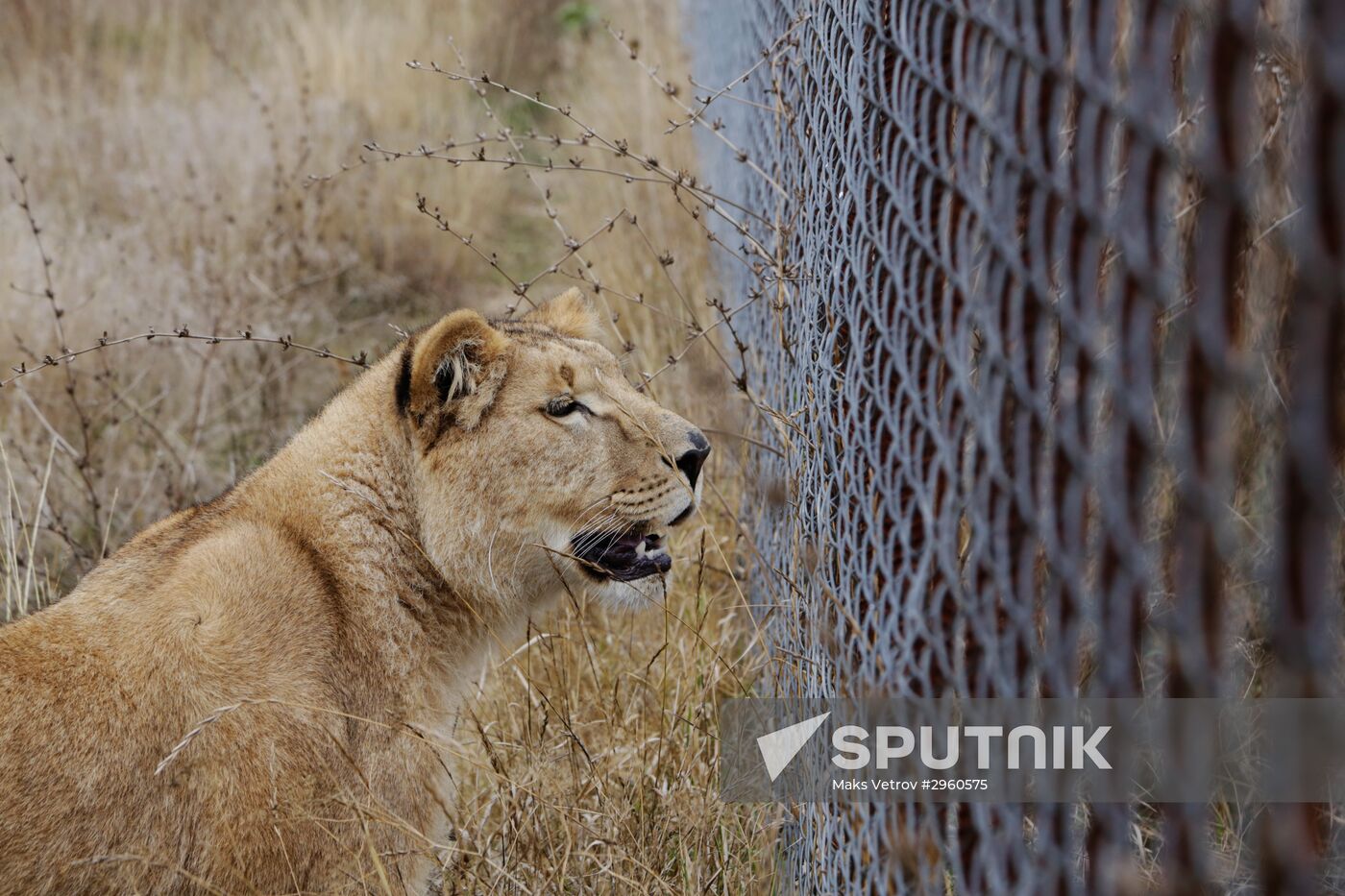 Lioness Lola saved in Southern Urals sent to Crimea