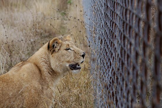 Lioness Lola saved in Southern Urals sent to Crimea