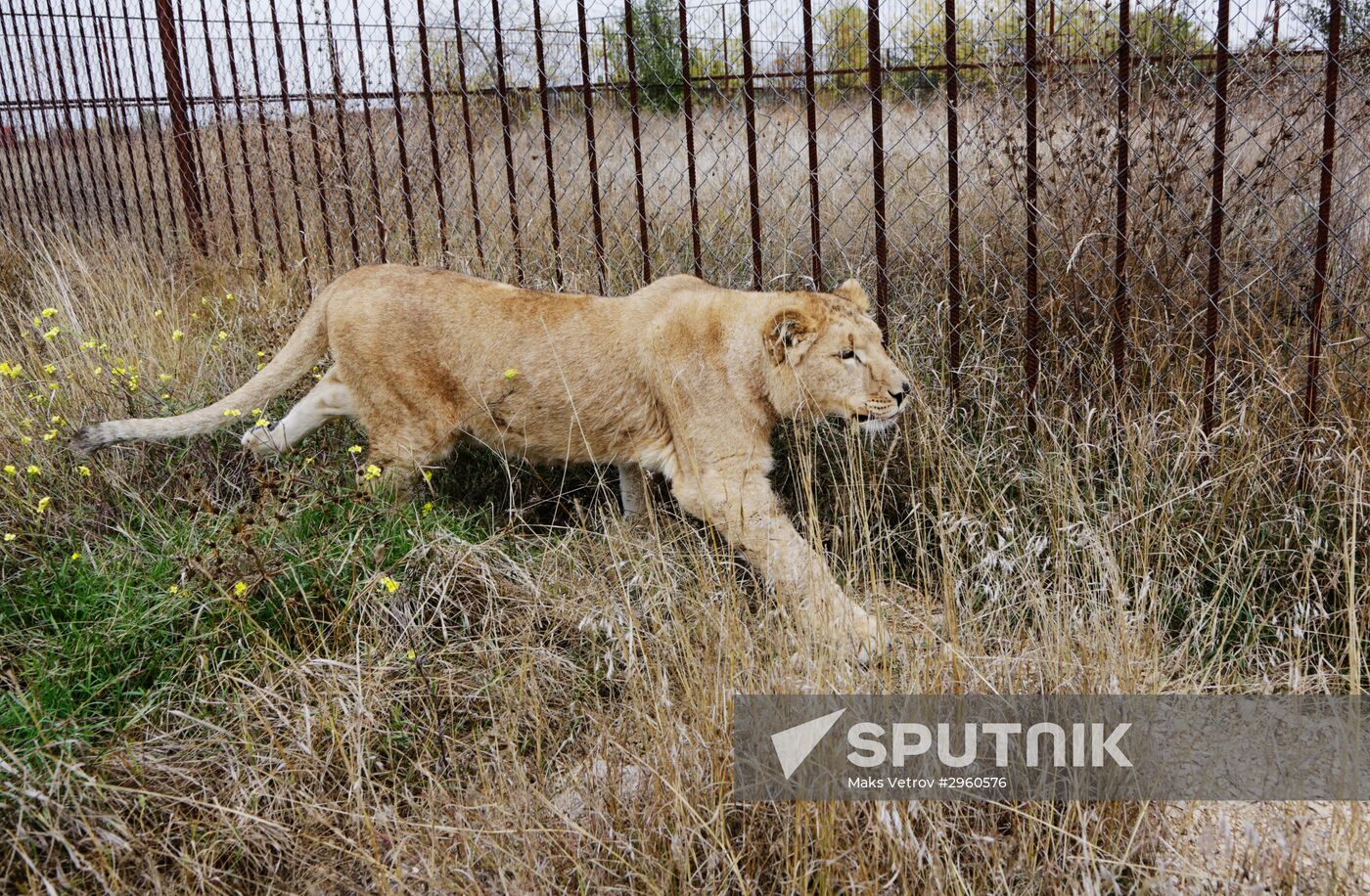 Lioness Lola saved in Southern Urals sent to Crimea