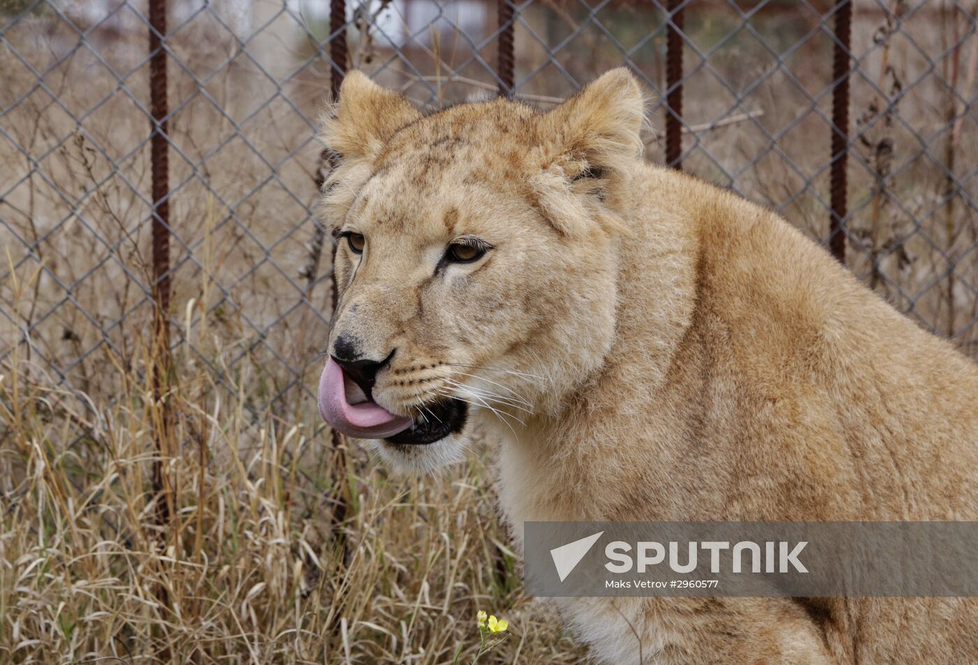 Lioness Lola saved in Southern Urals sent to Crimea