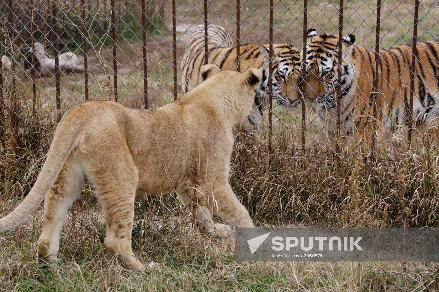 Lioness Lola saved in Southern Urals sent to Crimea