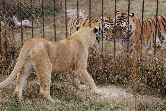 Lioness Lola saved in Southern Urals sent to Crimea