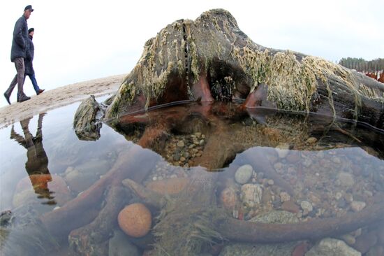 Remains of relict trees on the Baltic Sea coast