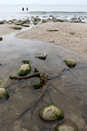 Remains of relict trees on the Baltic Sea coast