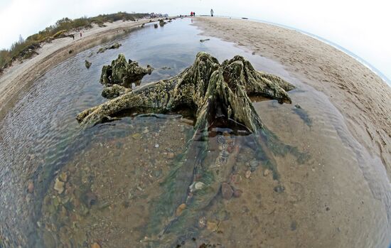 Remains of relict trees on the Baltic Sea coast
