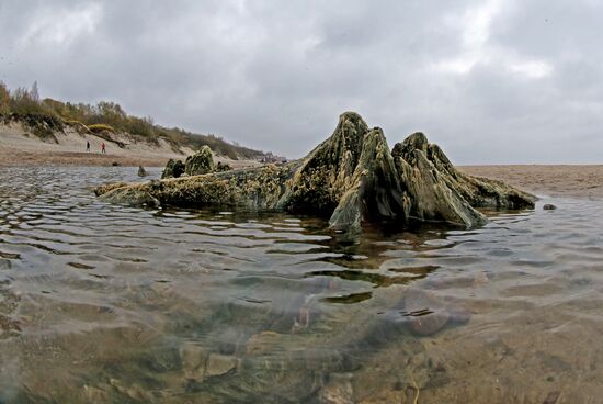 Remains of relict trees on the Baltic Sea coast