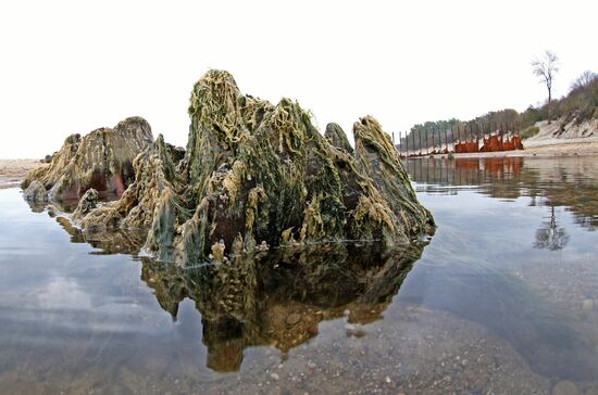 Remains of relict trees on the Baltic Sea coast
