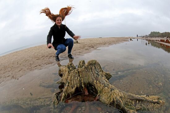 Remains of relict trees on the Baltic Sea coast