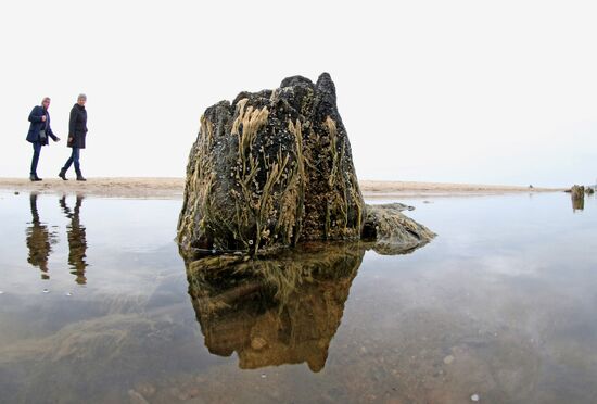 Remains of relict trees on the Baltic Sea coast