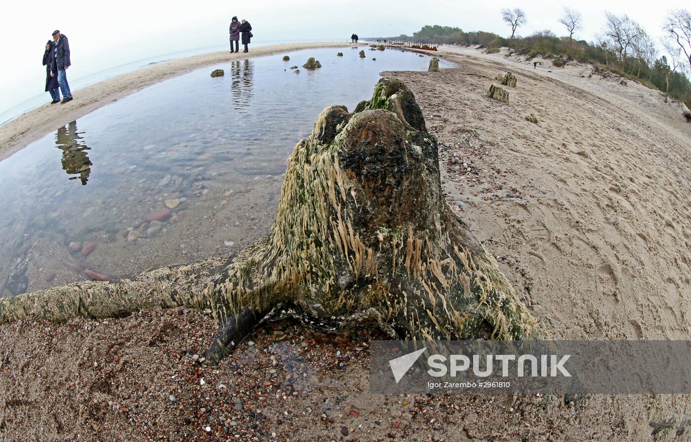 Remains of relict trees on the Baltic Sea coast