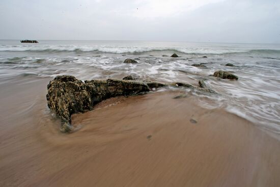 Remains of relict trees on the Baltic Sea coast