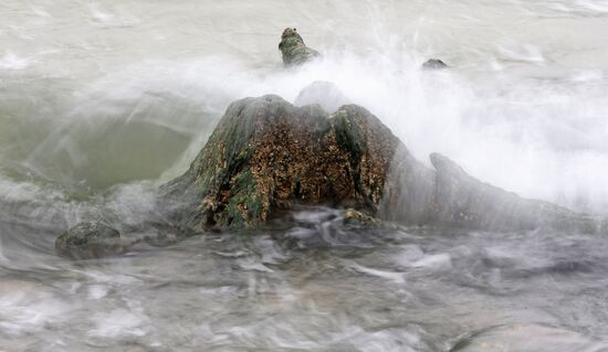 Remains of relict trees on the Baltic Sea coast