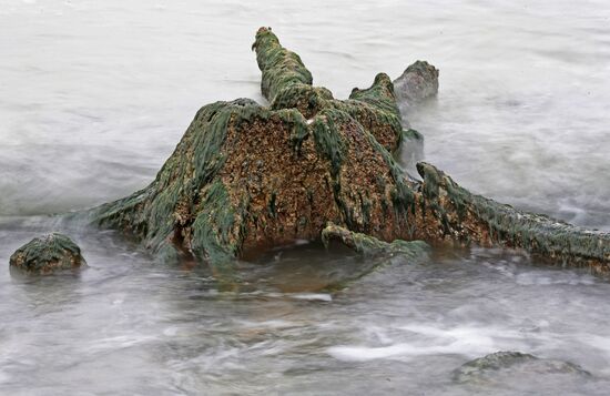 Remains of relict trees on the Baltic Sea coast