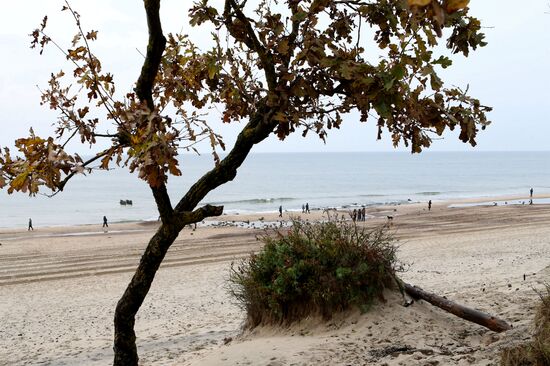 Remains of relict trees on the Baltic Sea coast
