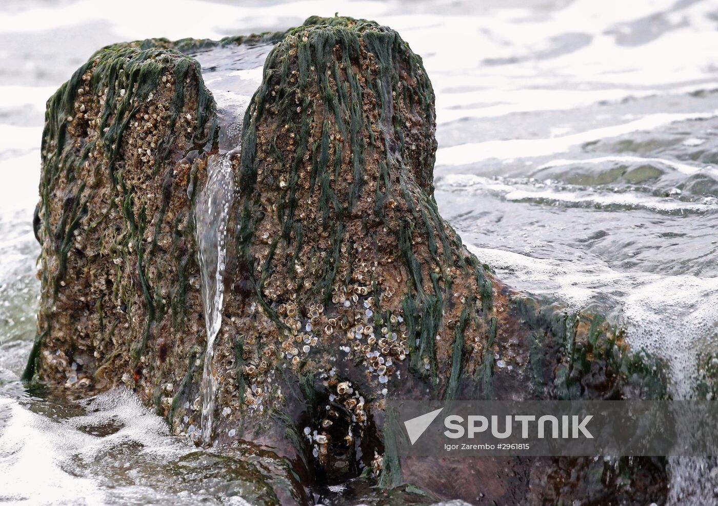 Remains of relict trees on the Baltic Sea coast