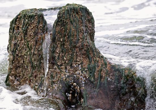 Remains of relict trees on the Baltic Sea coast