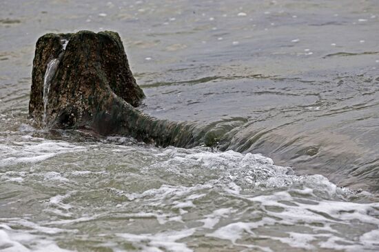 Remains of relict trees on the Baltic Sea coast