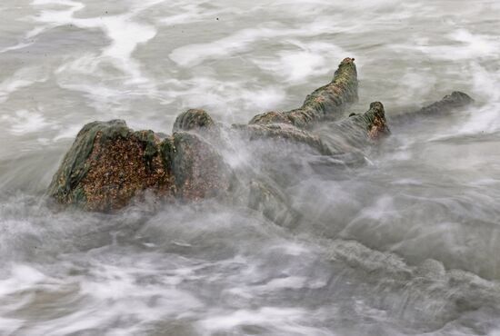 Remains of relict trees on the Baltic Sea coast