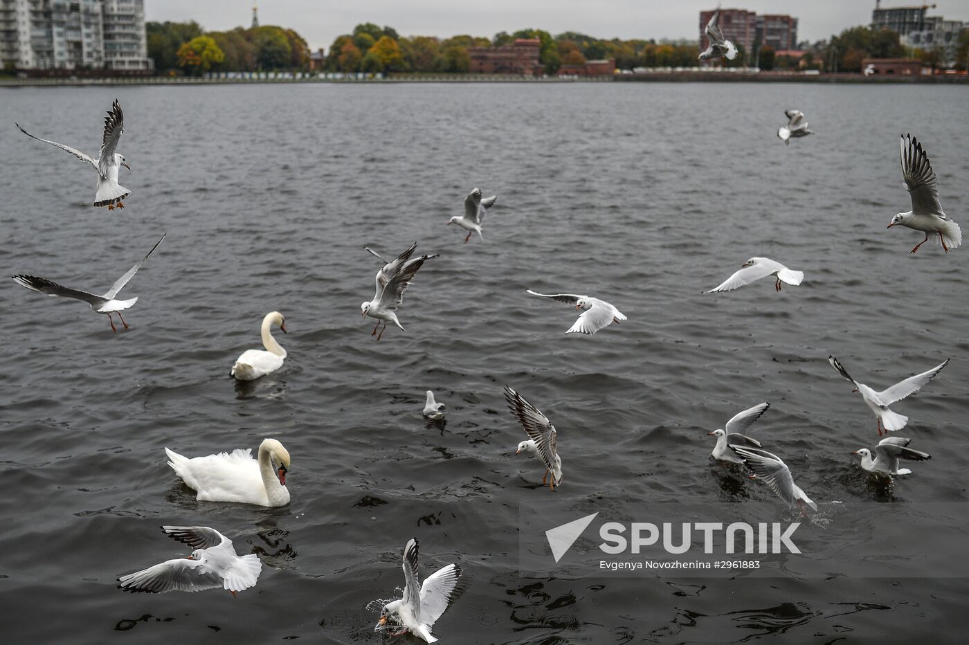 Cities of Russia. Kaliningrad