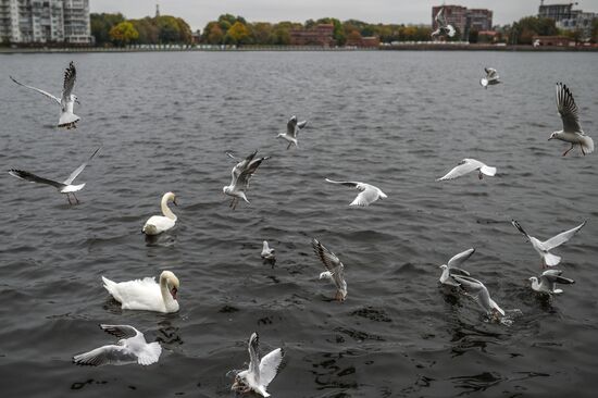 Cities of Russia. Kaliningrad