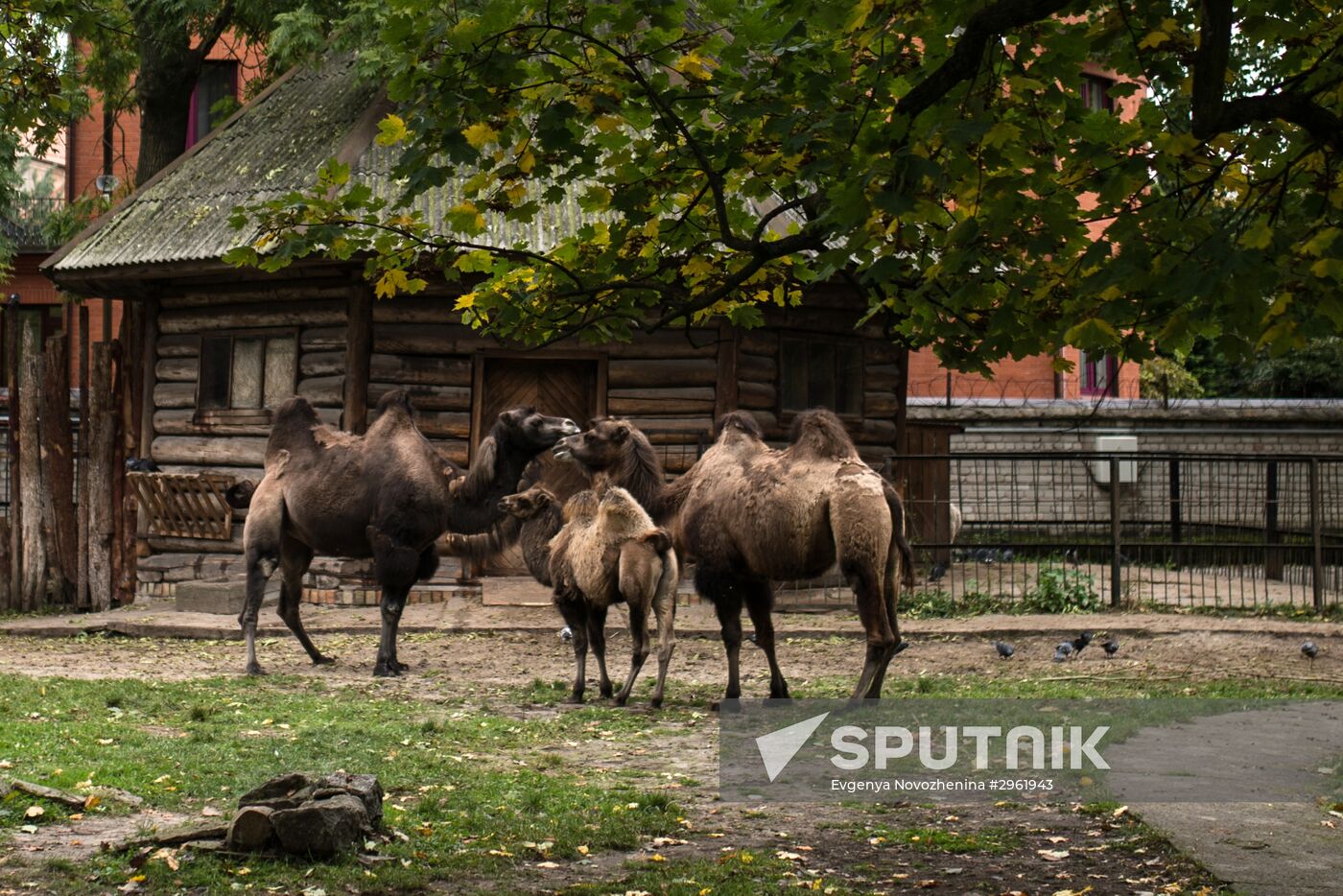 Kaliningrad Zoo