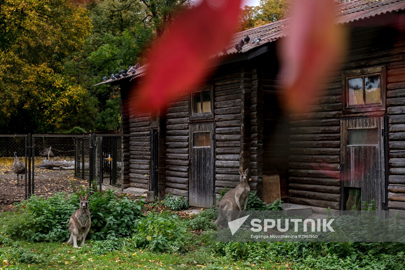 Kaliningrad Zoo