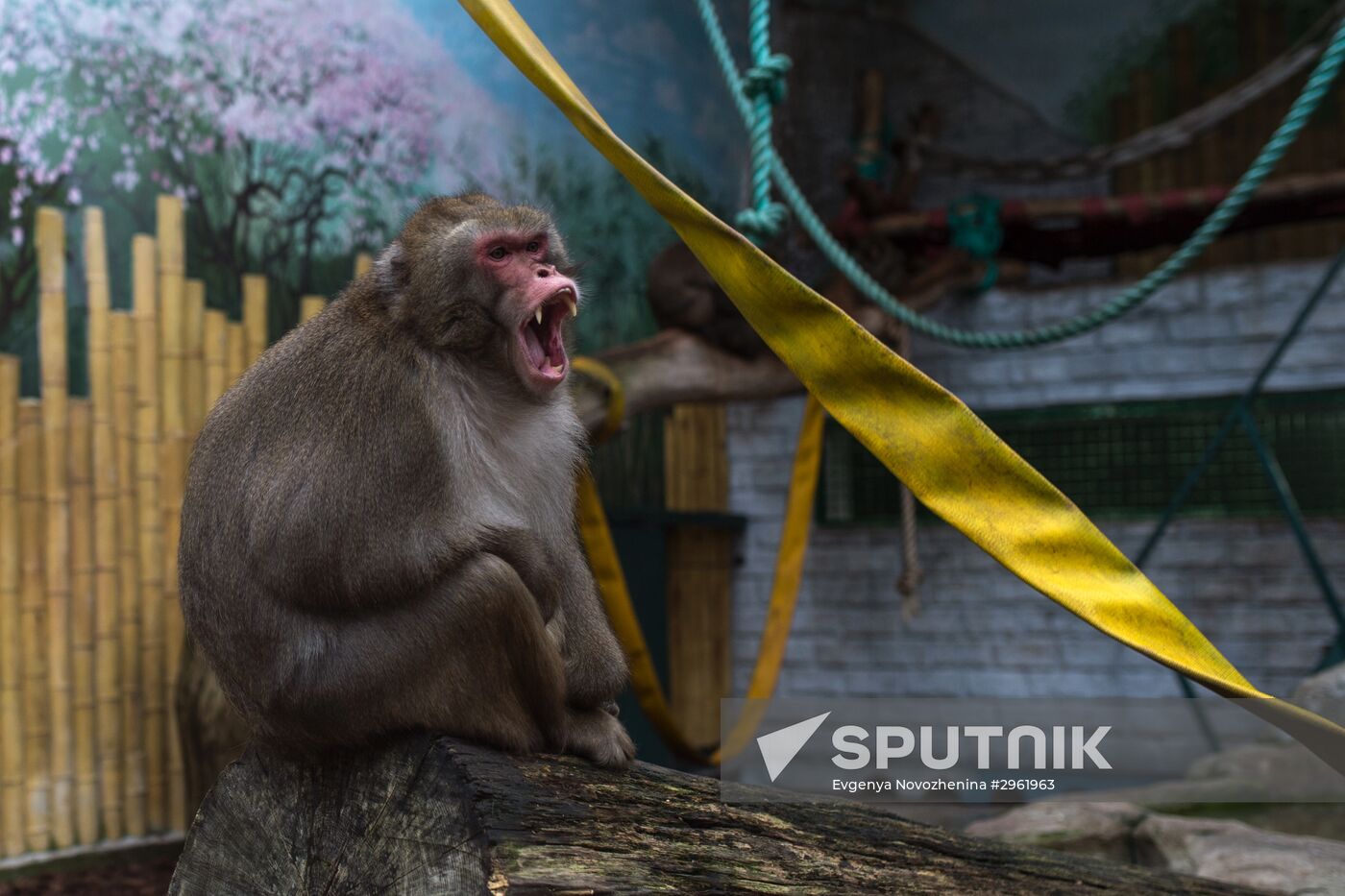 Kaliningrad Zoo