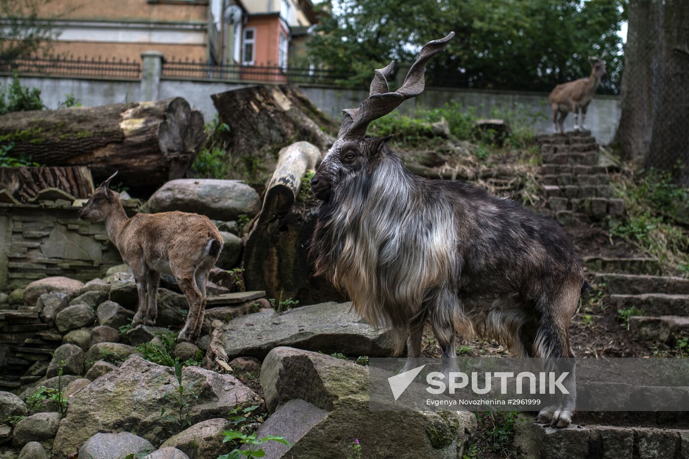 Kaliningrad Zoo