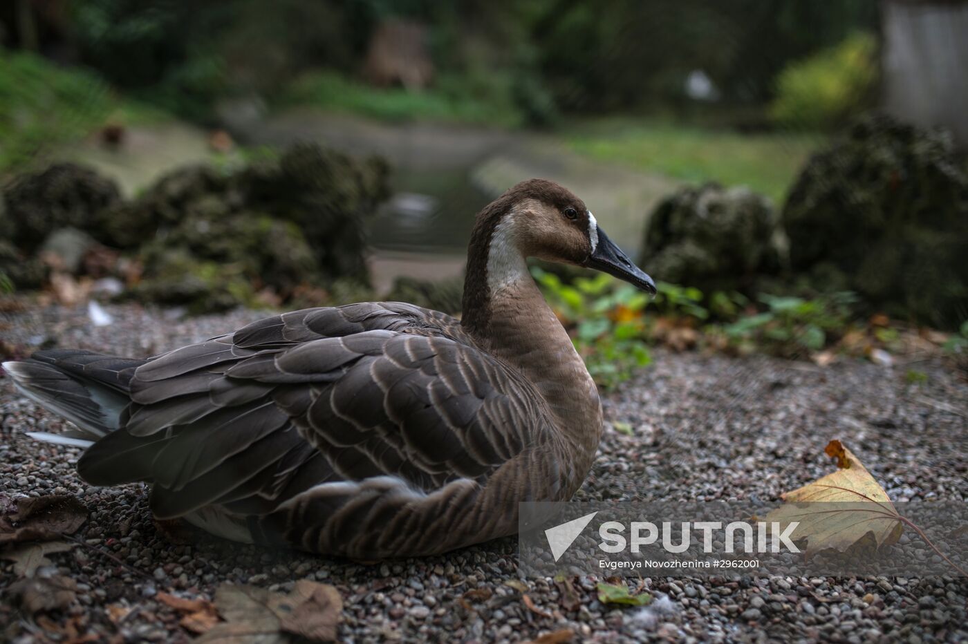 Kaliningrad Zoo