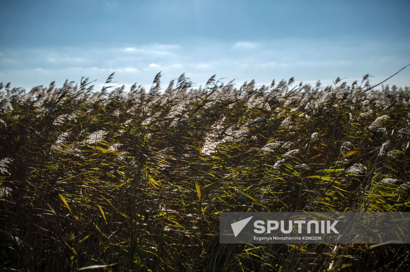 Curonian Spit national park in Kaliningrad Region