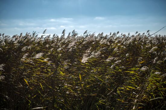 Curonian Spit national park in Kaliningrad Region