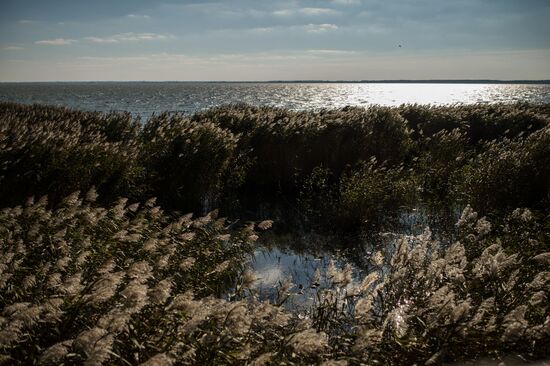 Curonian Spit national park in Kaliningrad Region
